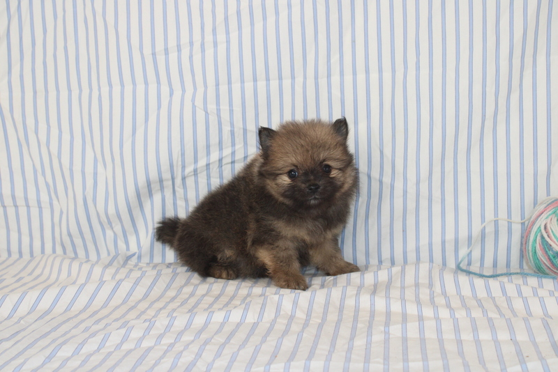 puppy, for, sale, Pomeranian, Matthew B. Stoltzfus, dog, breeder, Gap, PA, dog-breeder, puppy-for-sale, forsale, nearby, find, puppyfind, locator, puppylocator, aca